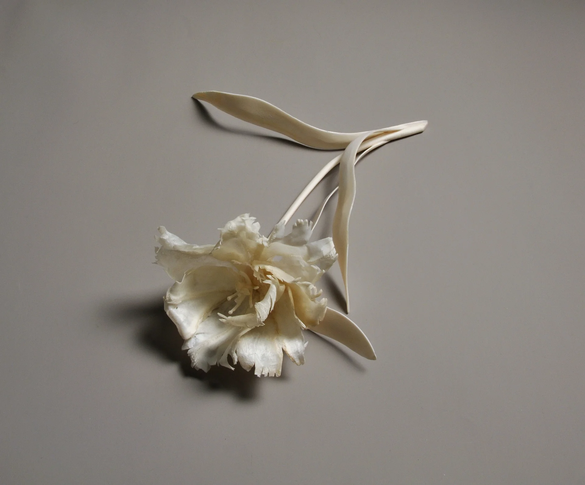 Tulipa Scapularis