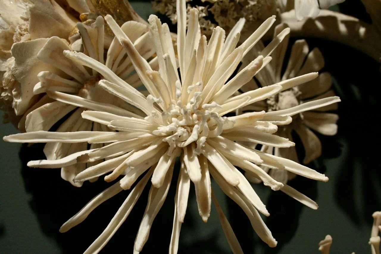 Spider mum made from baculum.