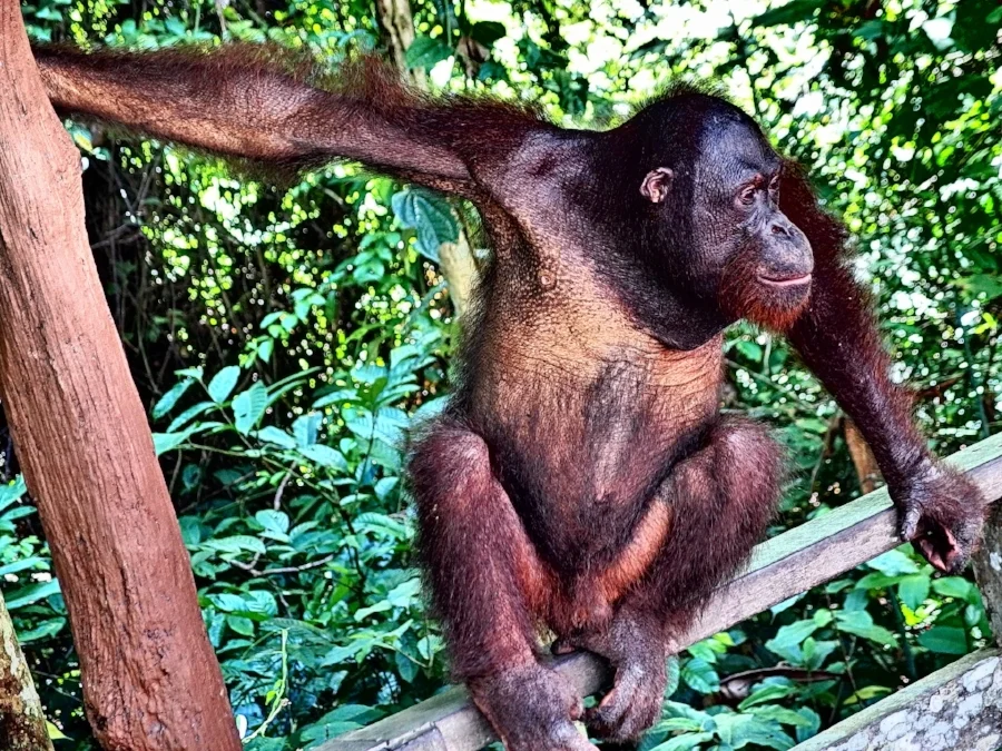 orangutan-1193732_1920.jpg