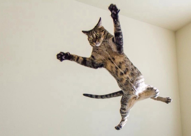 cat.jpg