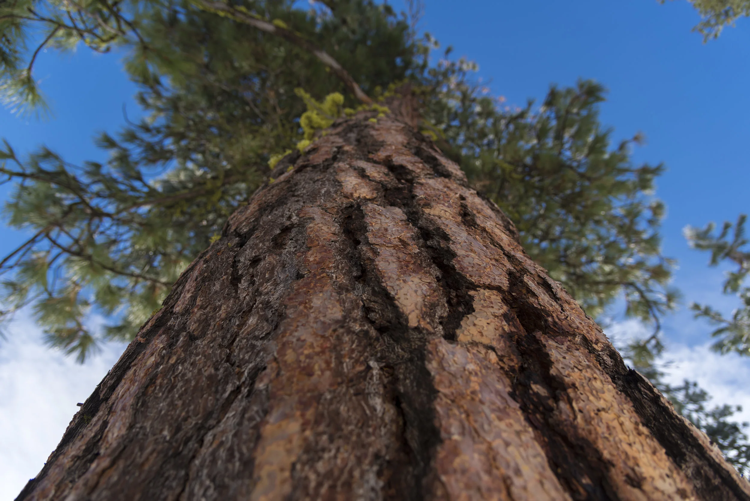 red tree.jpg