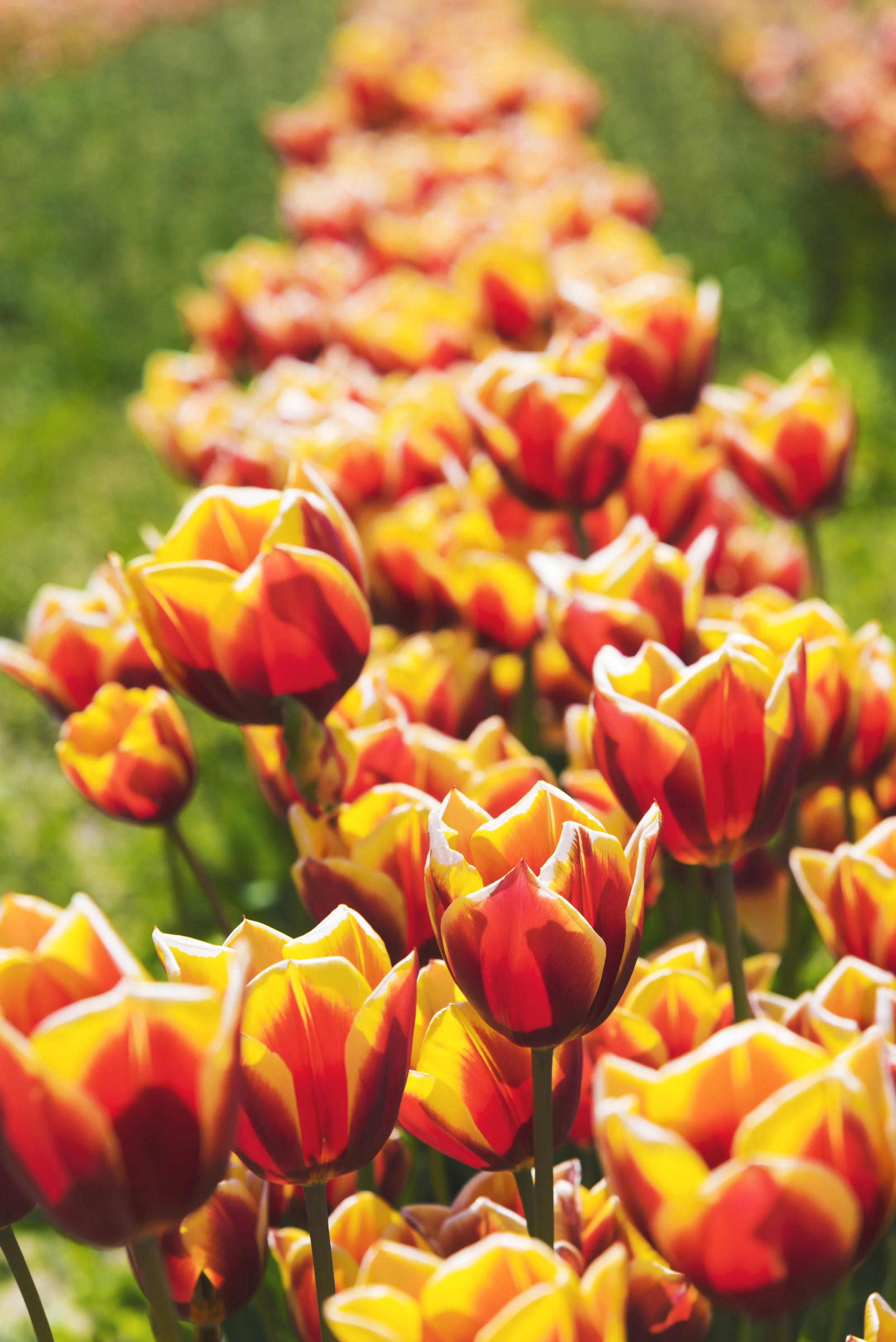 tulips red and yellow.jpg