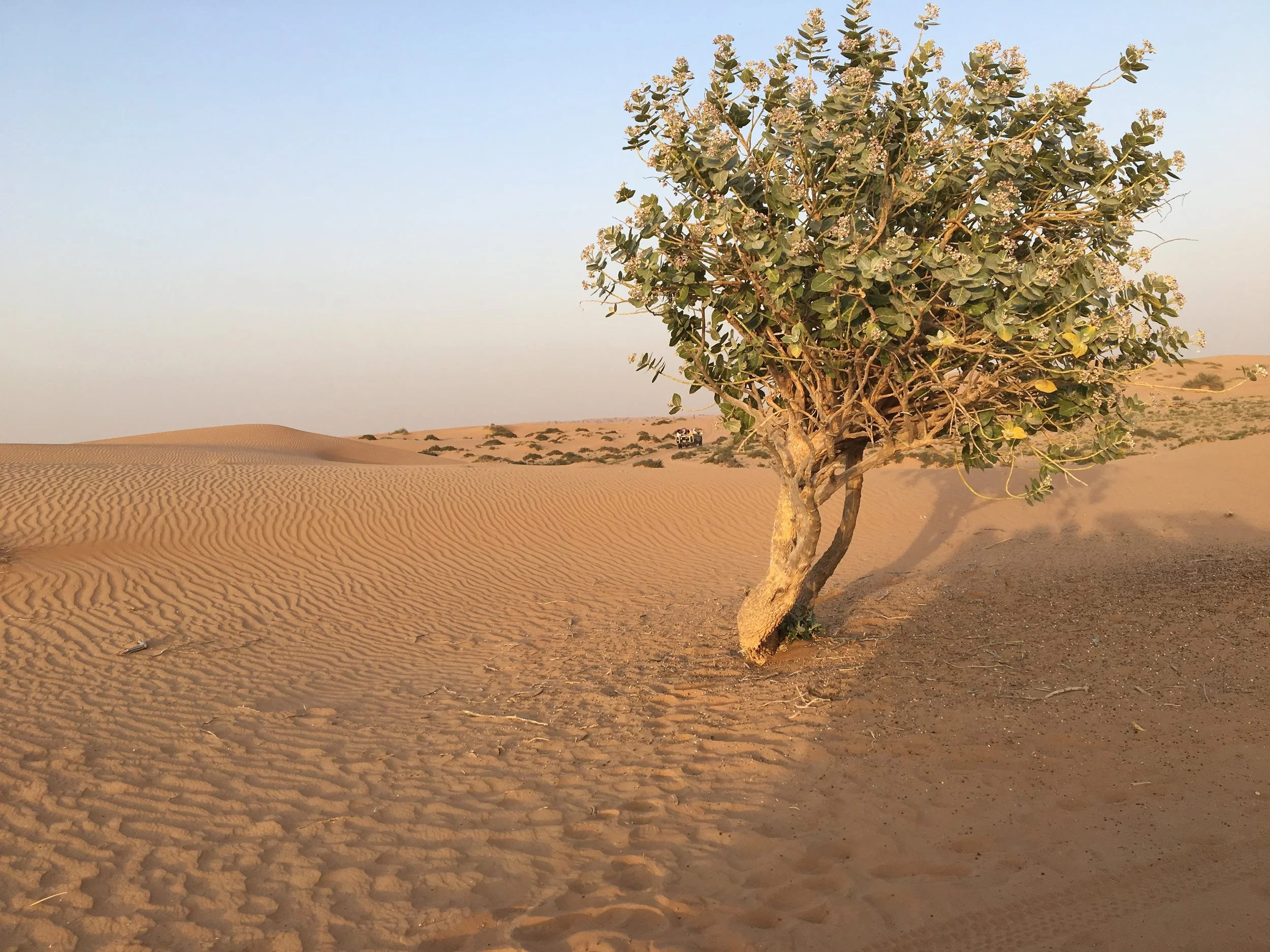 Murqquab Desert, Dubai, UAE