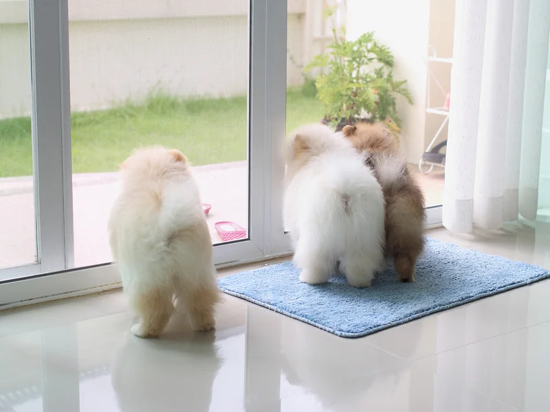 ruff house dog boarding