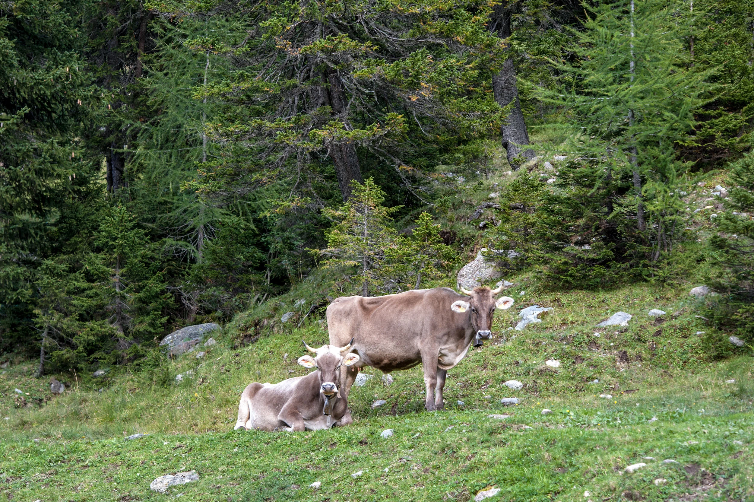 alps-11.jpg