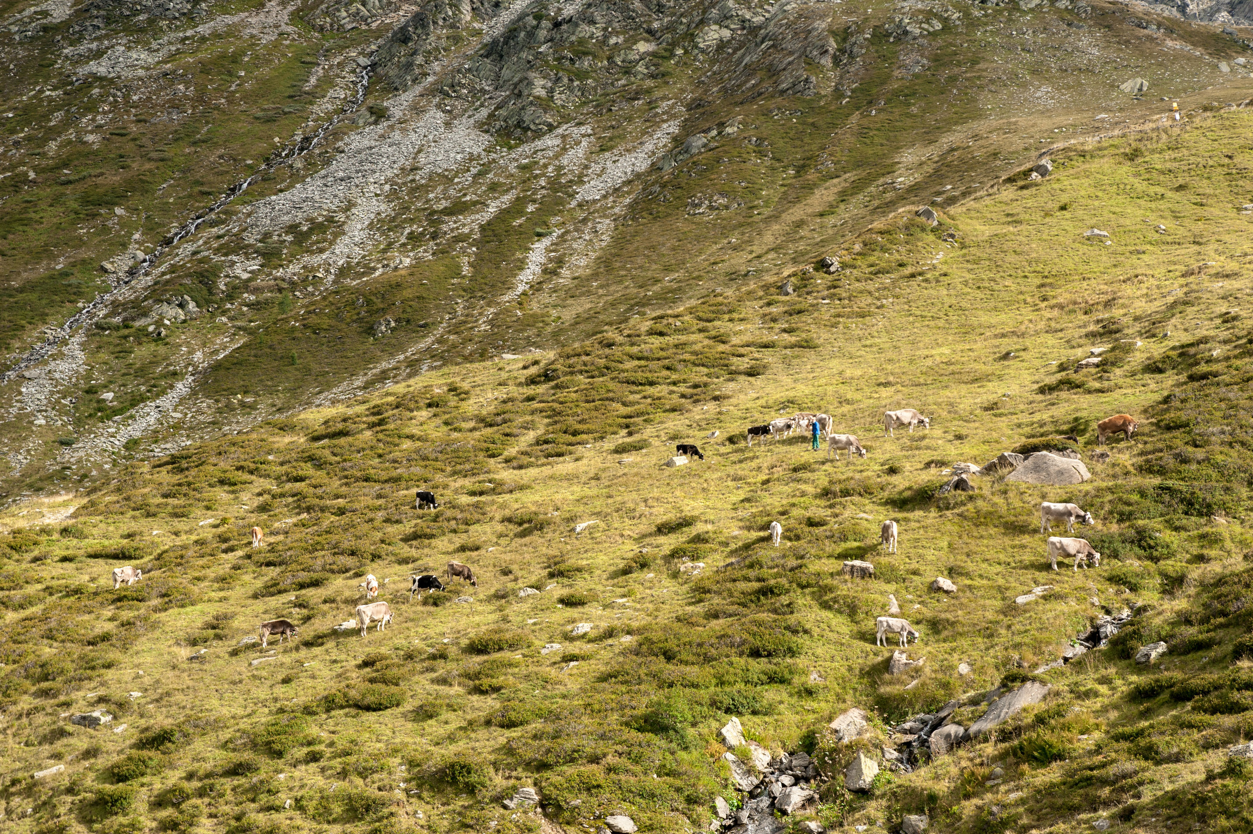 alps-18.jpg
