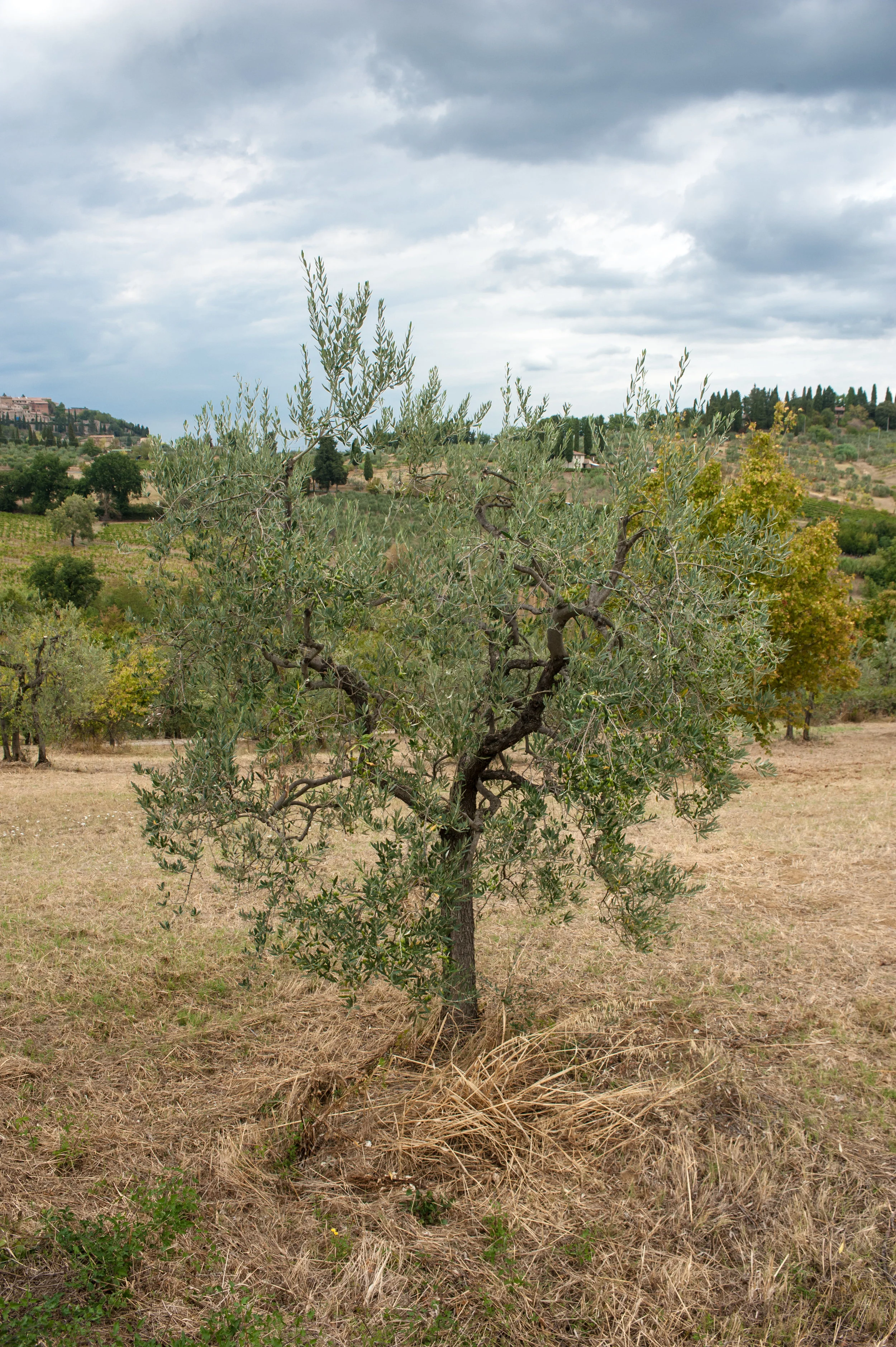 toscana_landscape-22.jpg