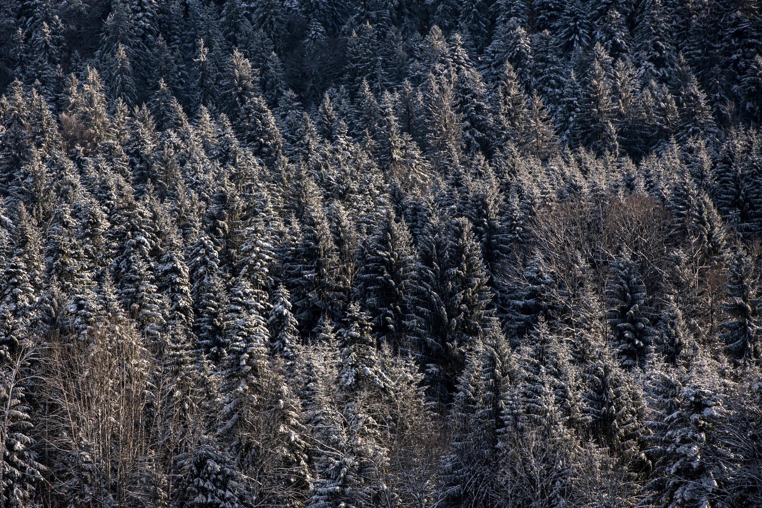 winter_bodensee-1.jpg