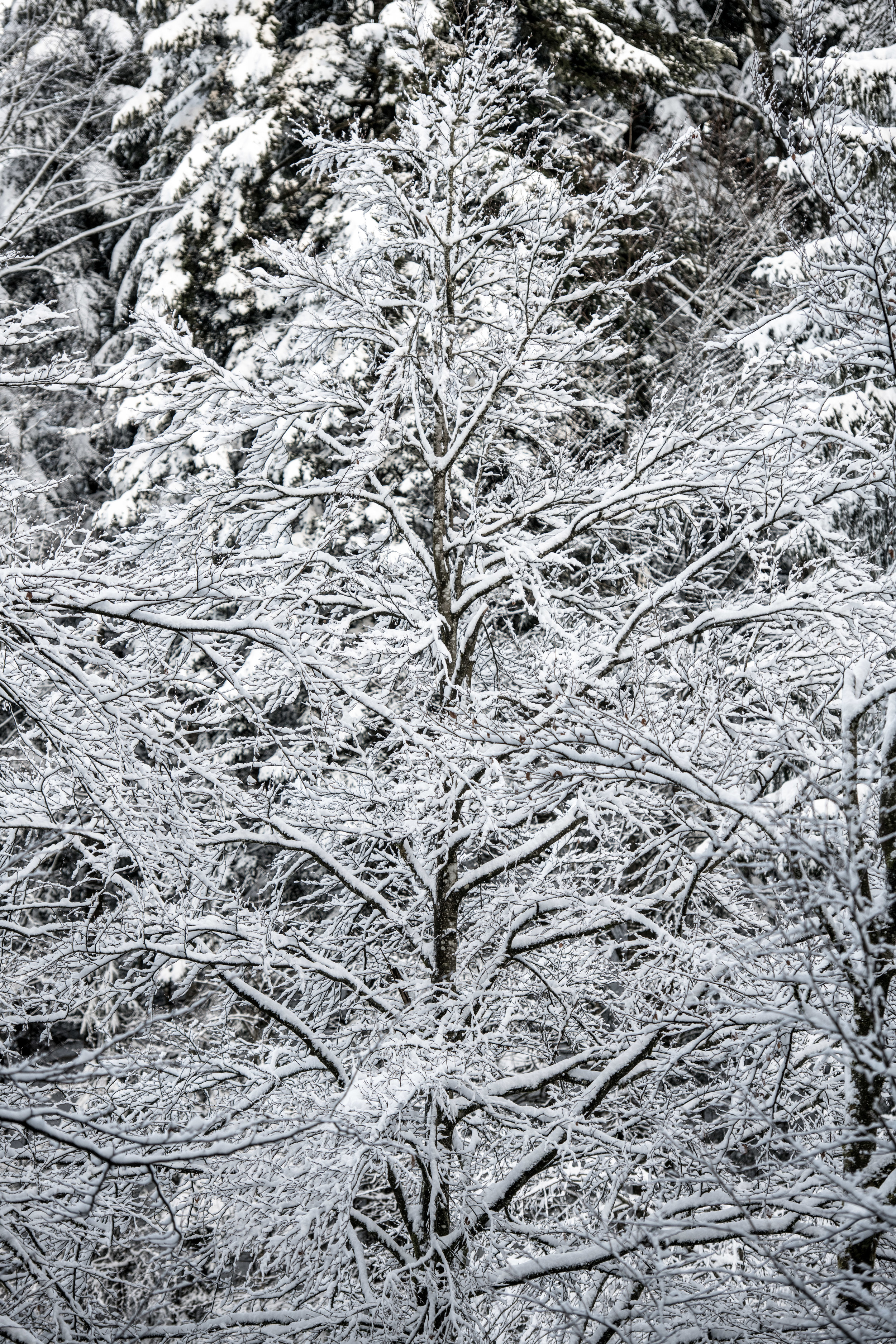 winter_bodensee-3.jpg