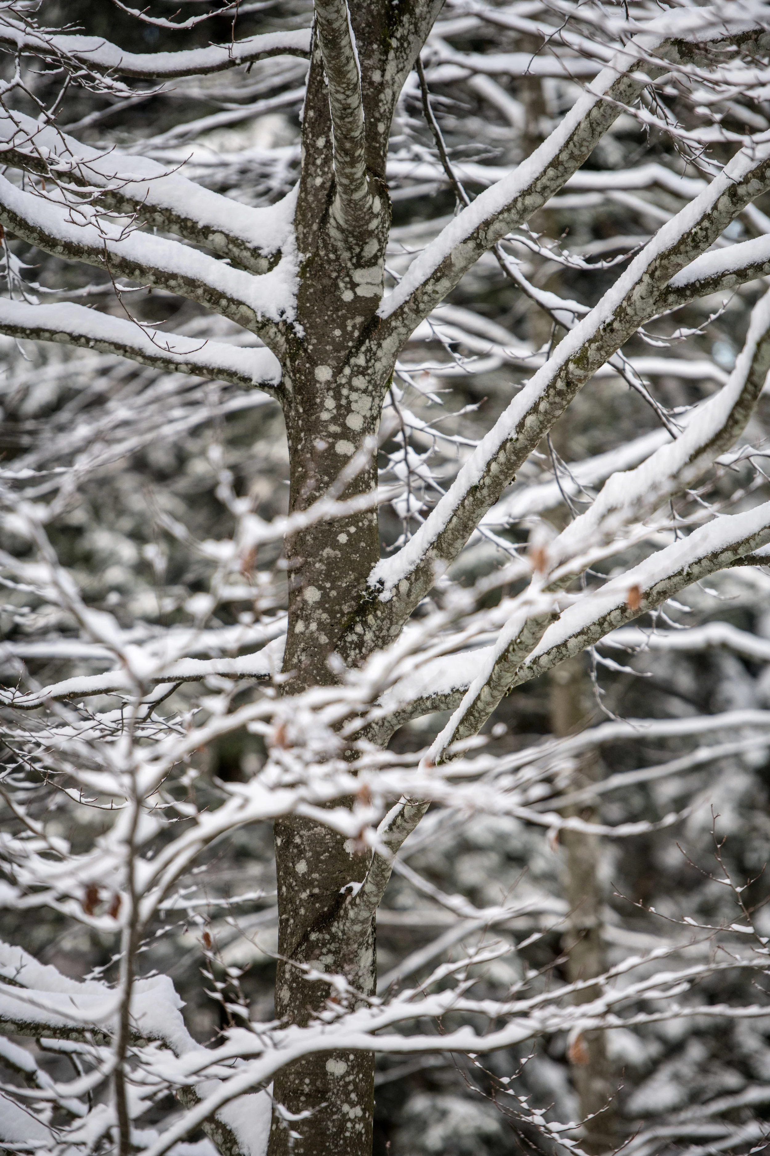 winter_bodensee-5.jpg