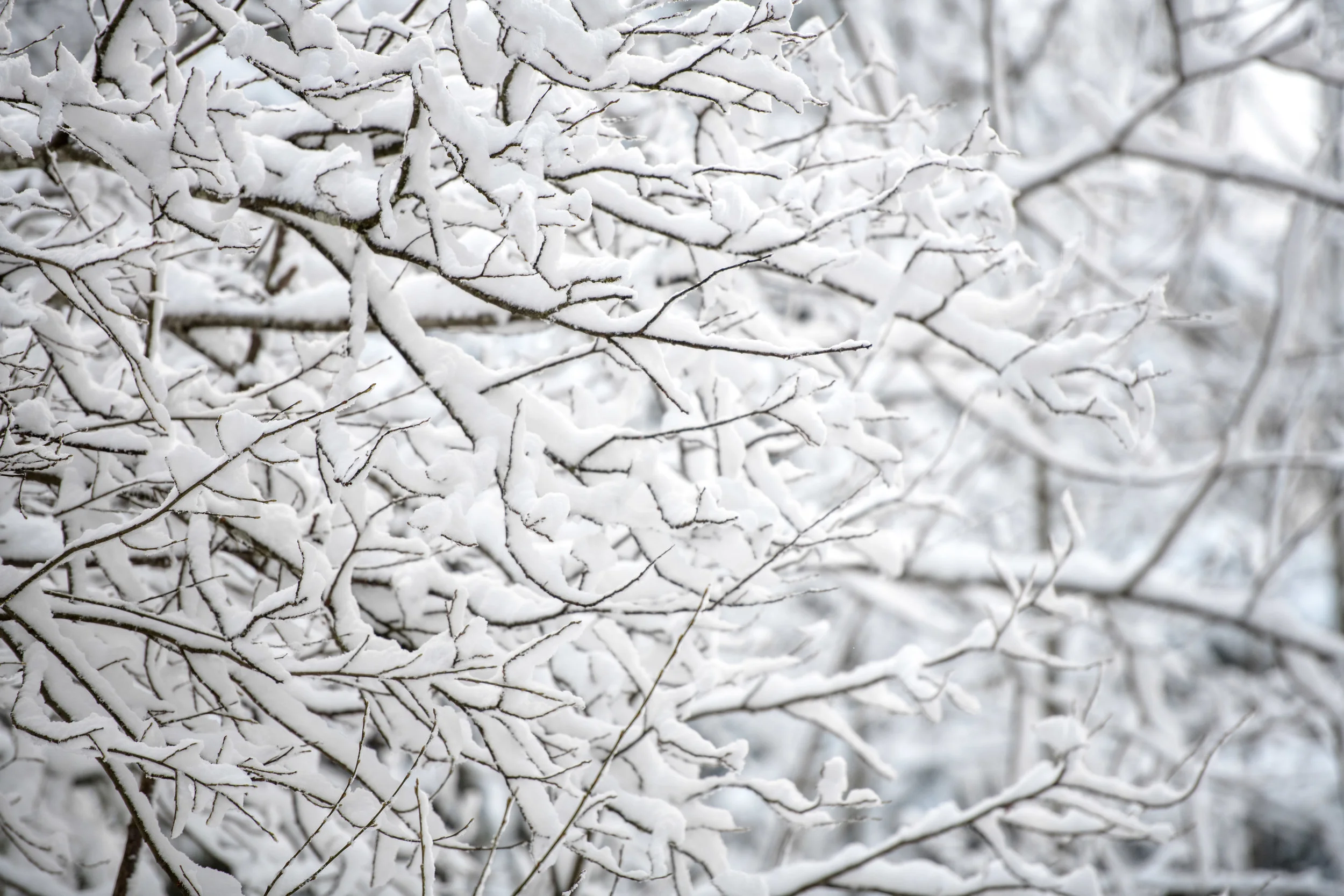 winter_bodensee-7.jpg