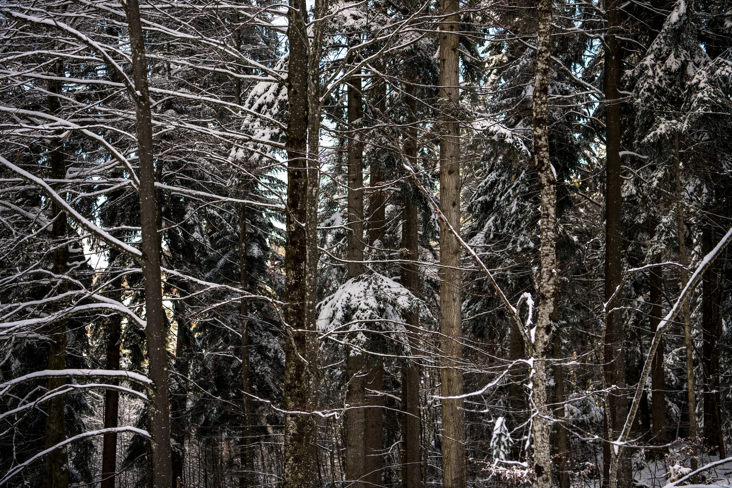 winter_bodensee-15.jpg