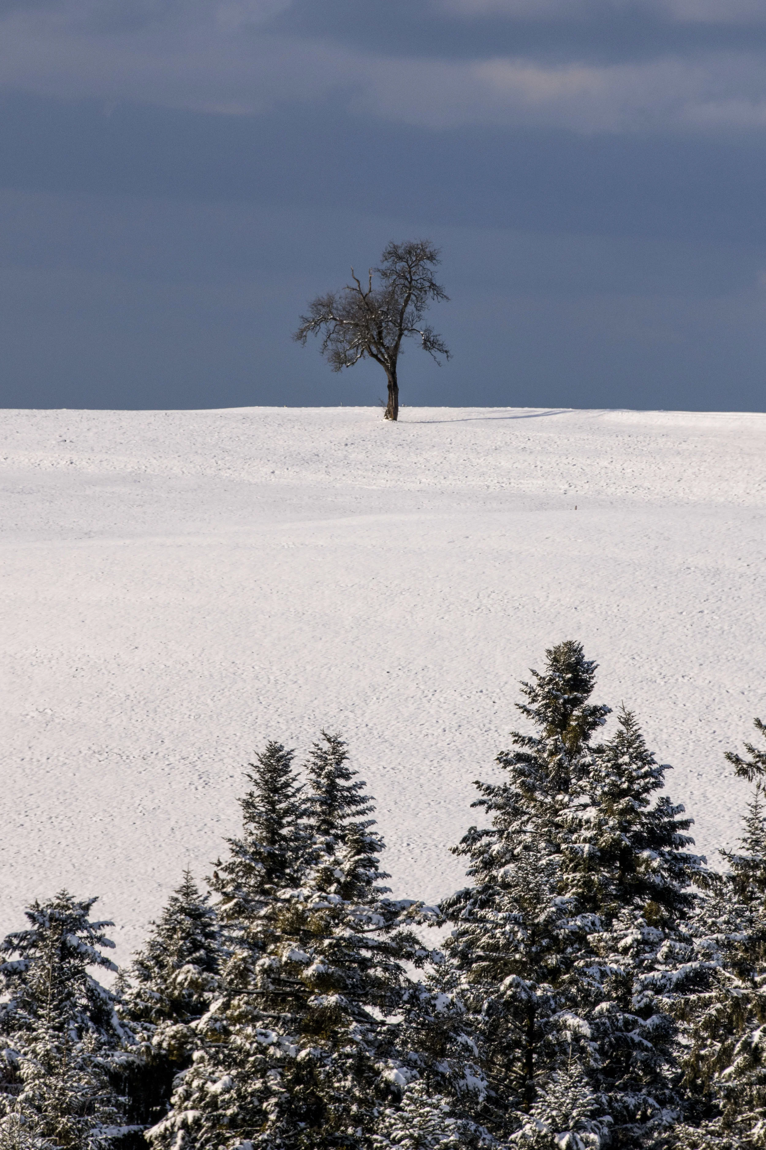 winter_bodensee-17.jpg