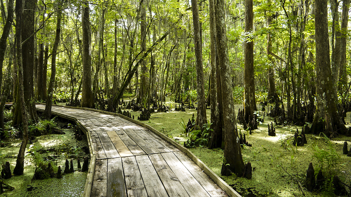 Barataria Preserve