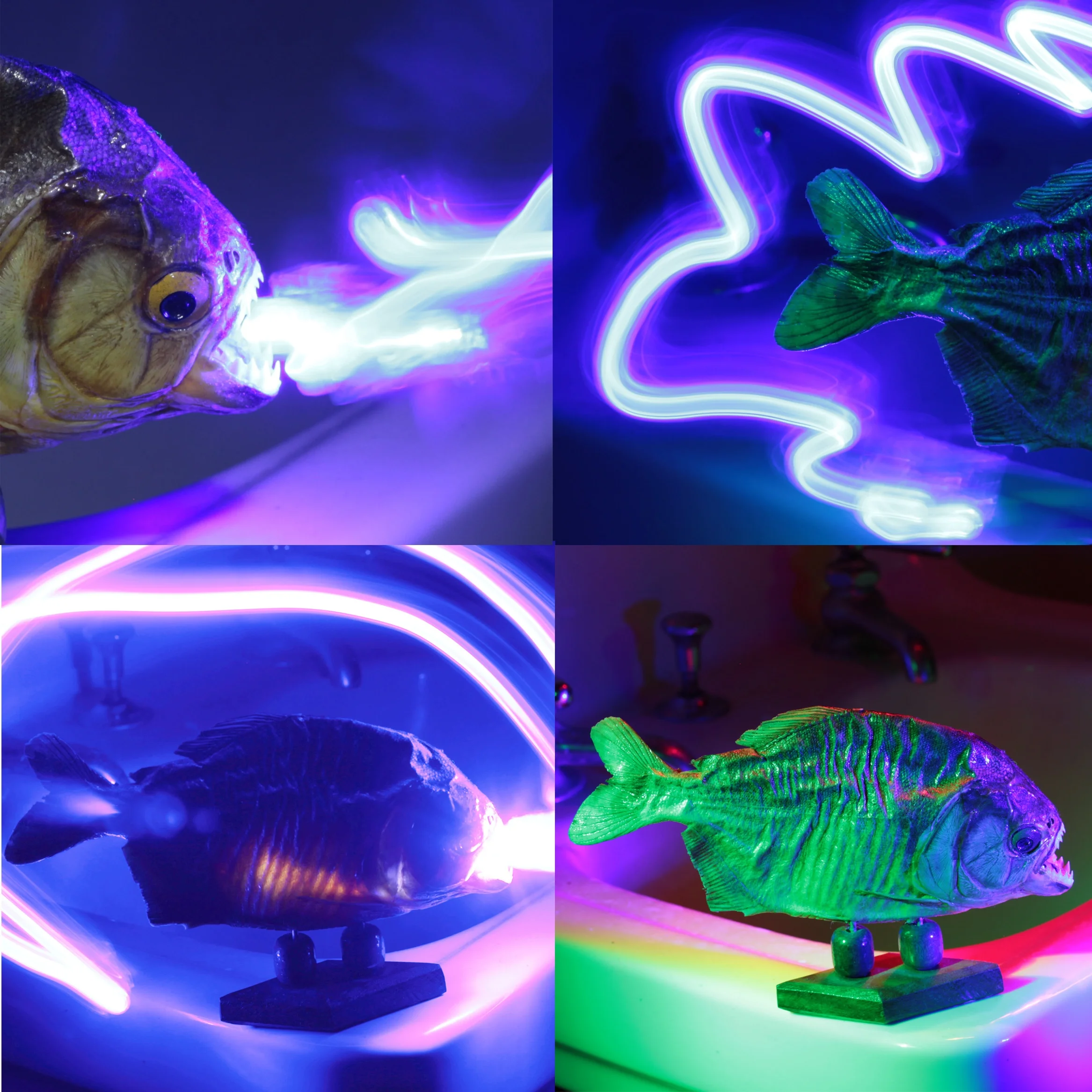 *4piranha.jpg