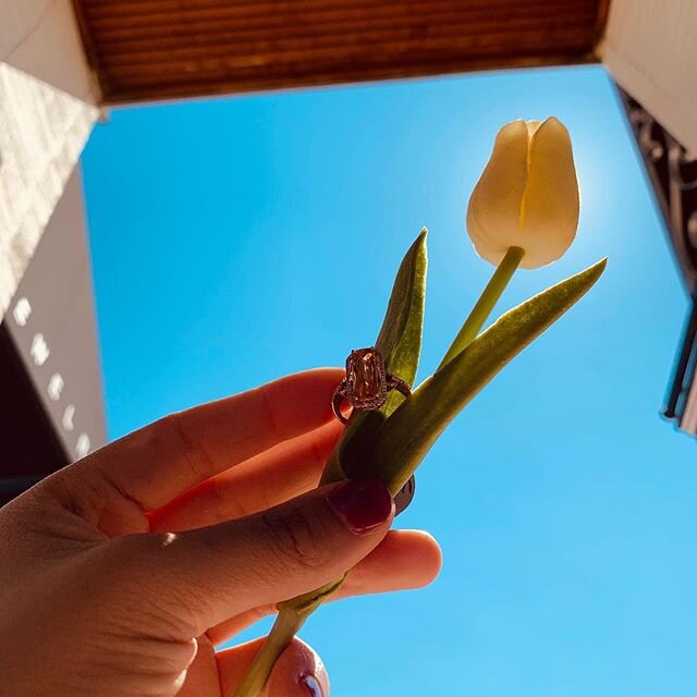 We&rsquo;ll leave this beauty here to speak for itself💍🌷
.
Want to know more about this ring?
Make an appointment with #bkjewelry in #downtownnaperville!
.
.
.
#supportsmallbusiness #tulips #chicago #downtownnaperville #spring #privateappointment #