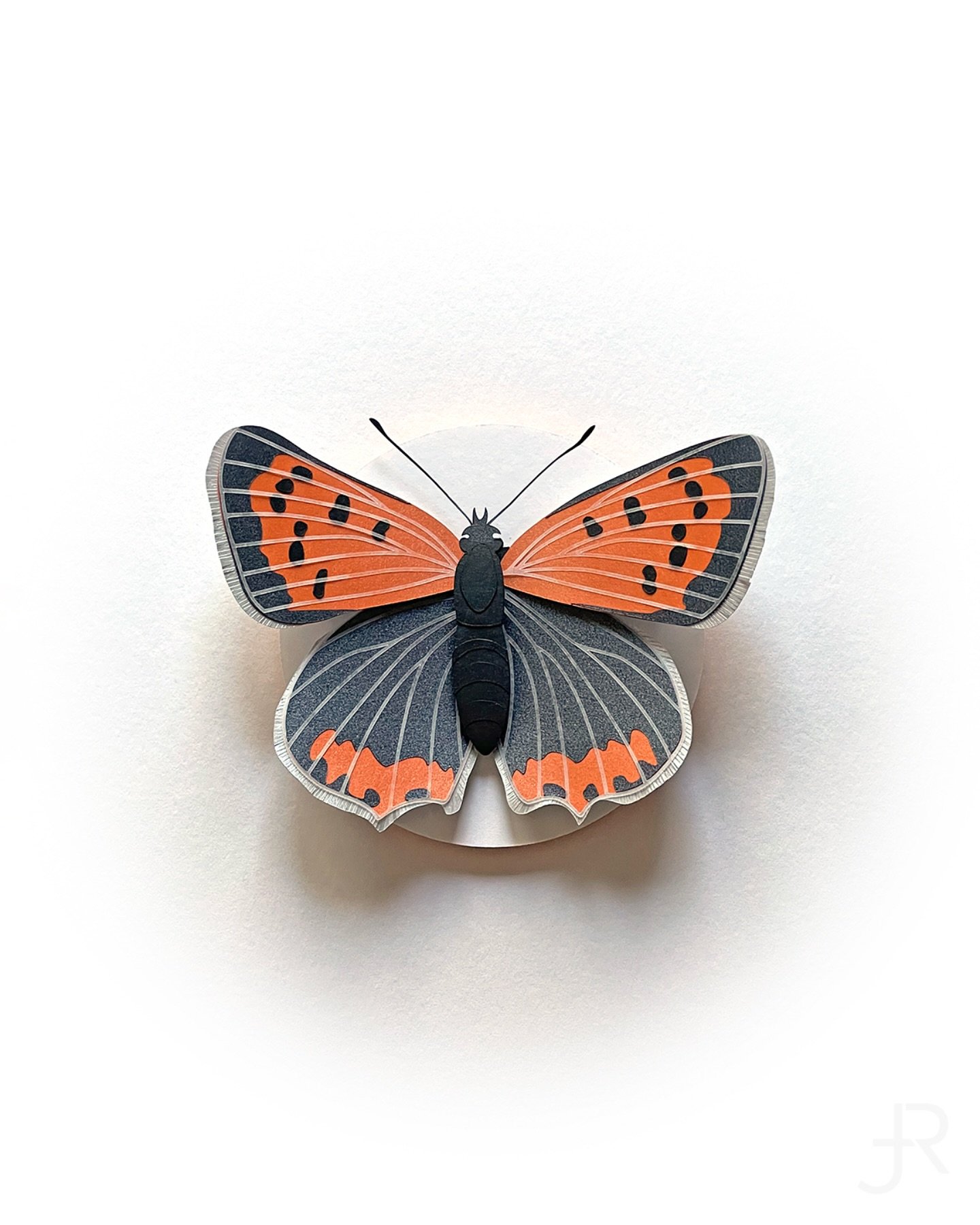 Happy Friday! Here&rsquo;s a 𝘓𝘺𝘤𝘢𝘦𝘯𝘢 𝘱𝘩𝘭𝘢𝘦𝘢𝘴 for you 👐 #AmericanCopper

#JUDiTHandROLFE #paperart #butterfly
