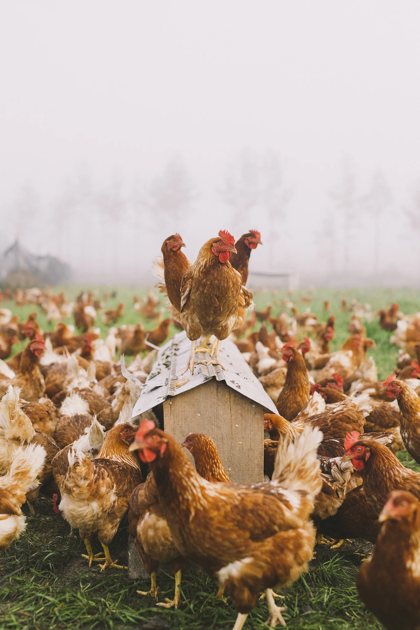 Brantman_171220_Edible_ BethesdaFarm_011.jpg