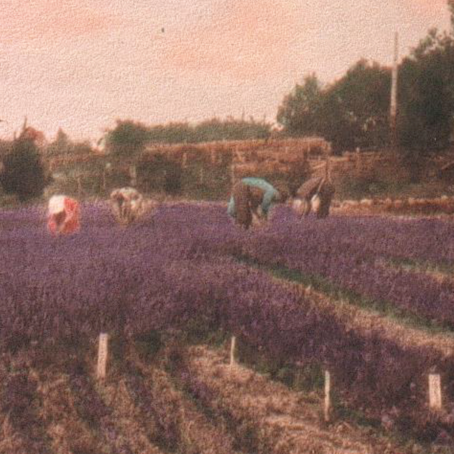 Image13.jpg