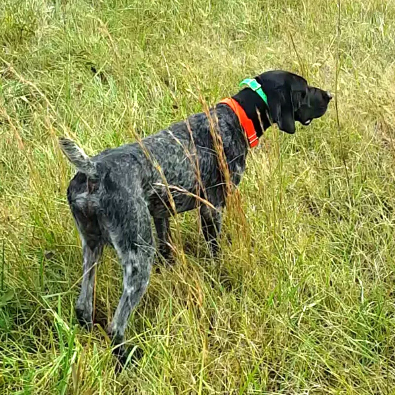 Lightning Creek Kennels Sire: Maverick