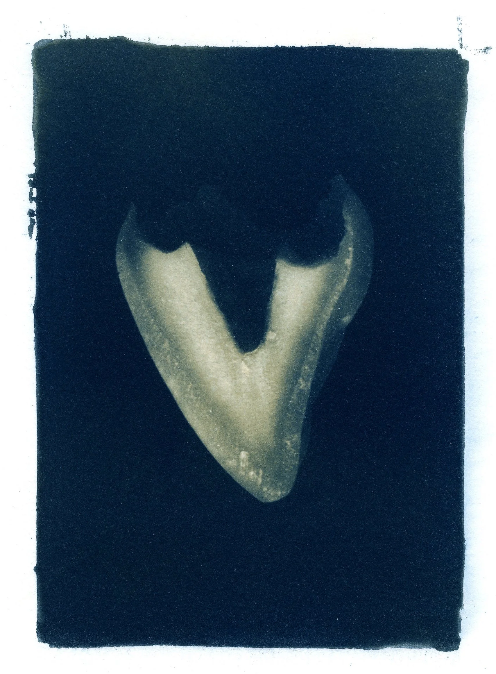 jcondon_teeth003.jpg