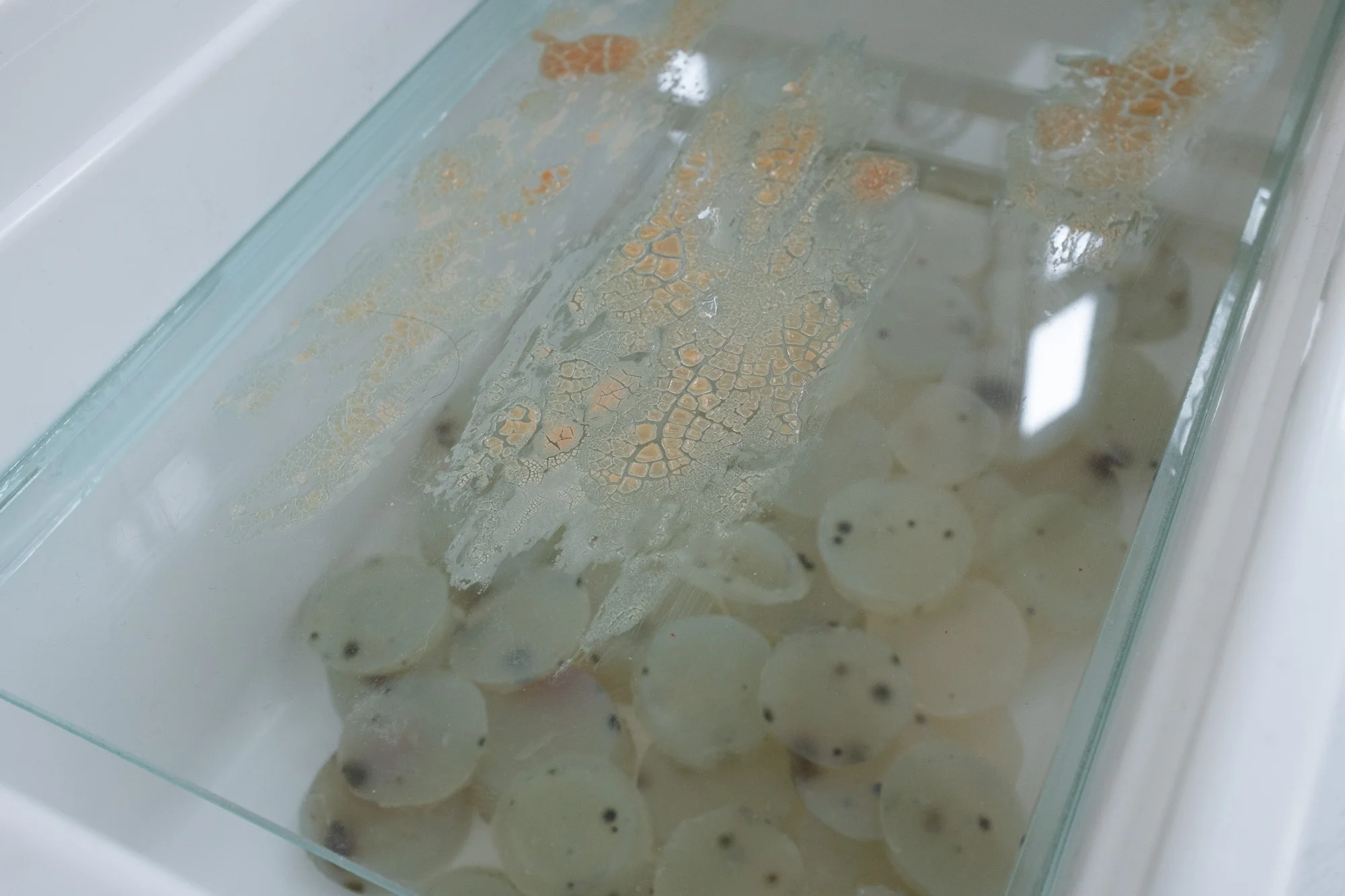 DSCF9850.jpg