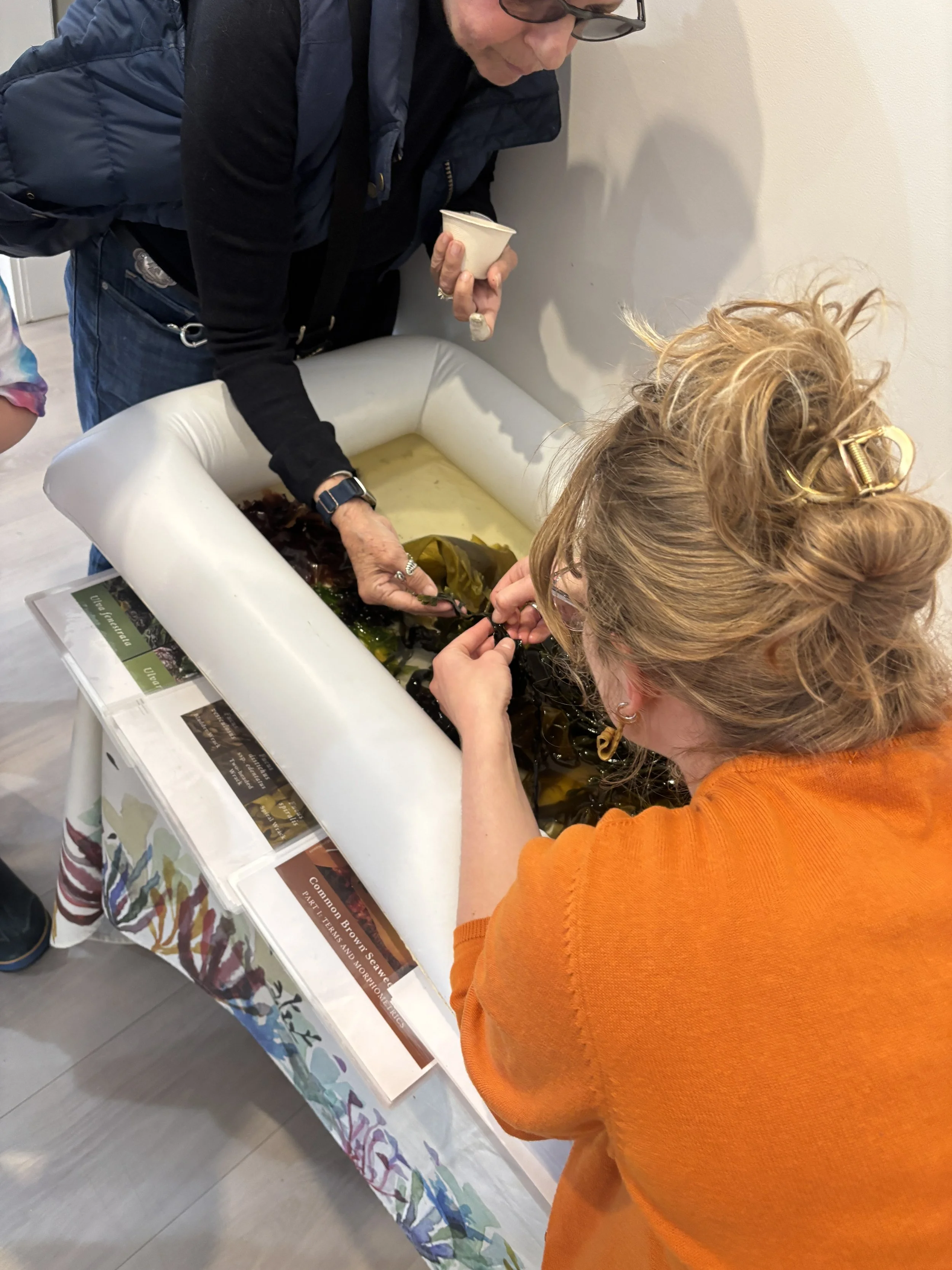 Maine Seaweed Week Made a Splash in Downtown Ellsworth