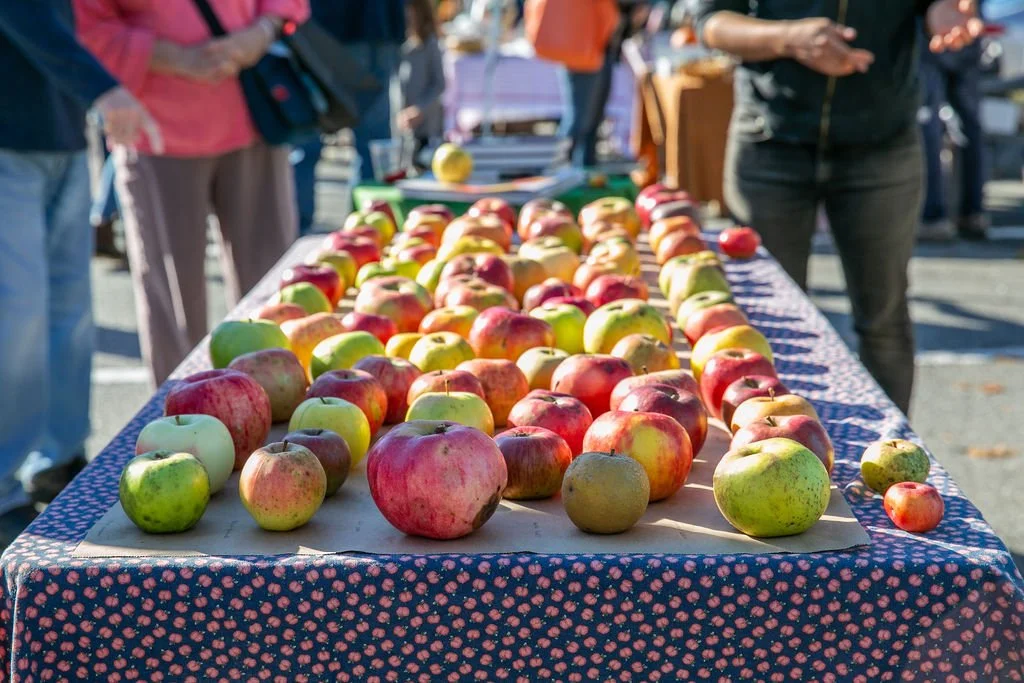 Downeast Cider + Cheese Festival