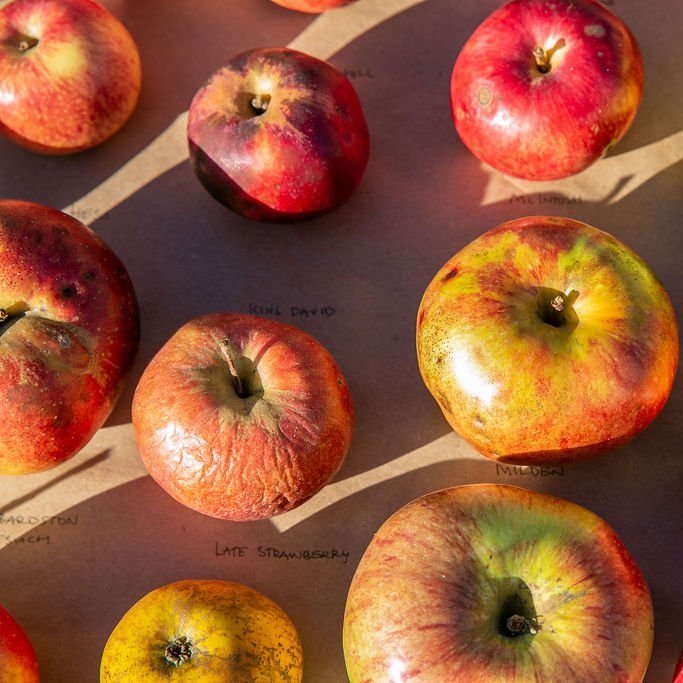 Downeast Cider + Cheese Festival — Heart of Ellsworth