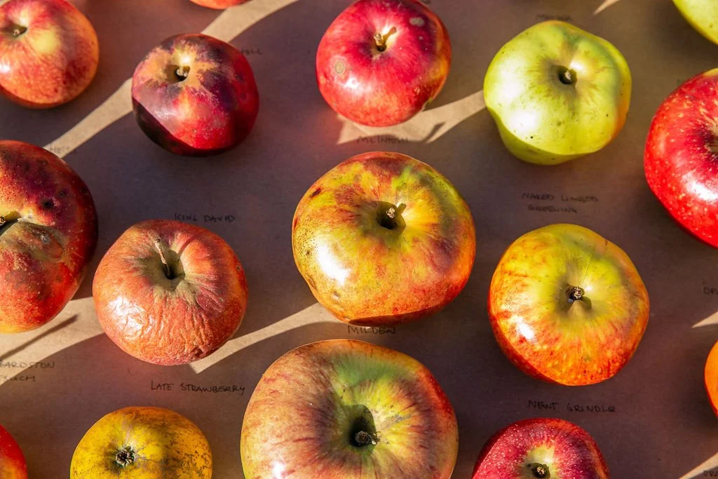 Save the date Placeholder Downeast Cider + Cheese Festival 2022 — Heart