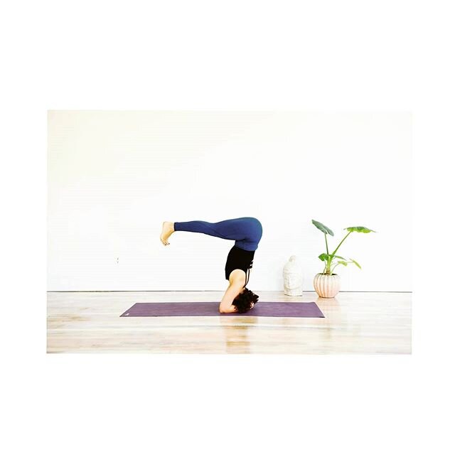 &ldquo;Don't forget to drink water and get some sunlight because you're basically a house plant with more complicated emotions.&quot; #yoga #ardhasirsasana #bmat #covid19 #halfheadstand #40daysofsocial #live #livestream #yogachallenge #yoga4growth #y