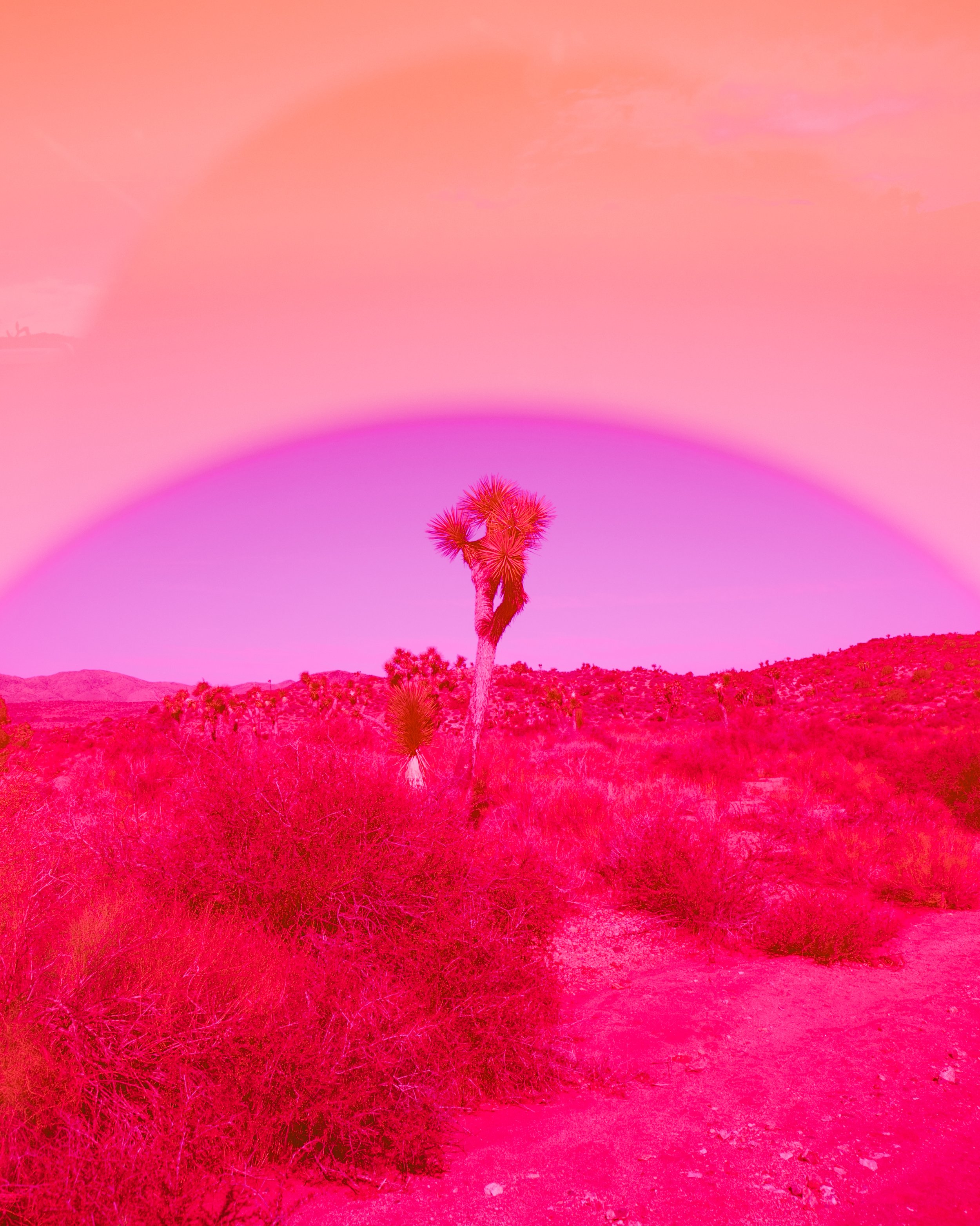 AED_4259_PinkJoshuaTree21.jpg