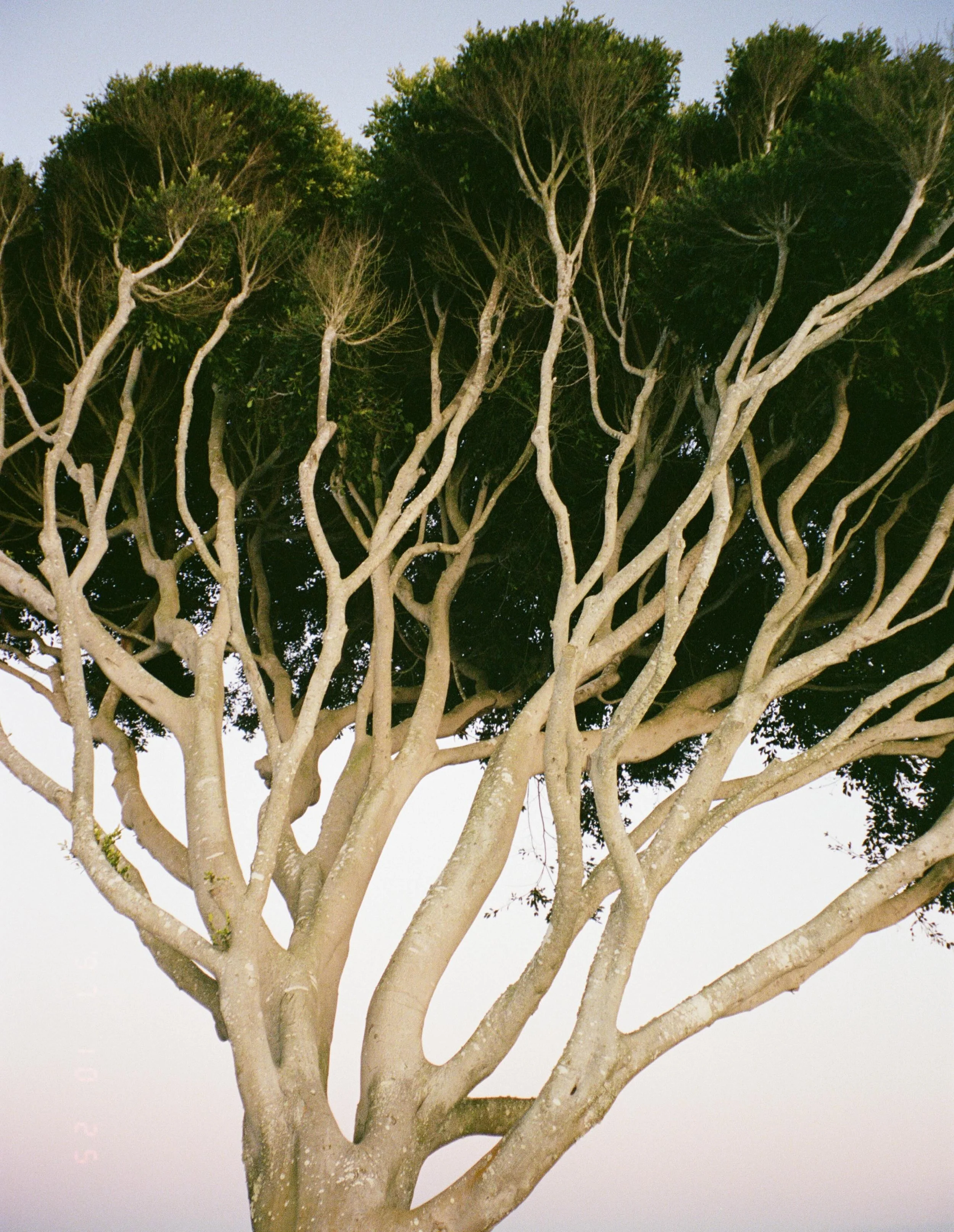 leaning trees in the cemetery