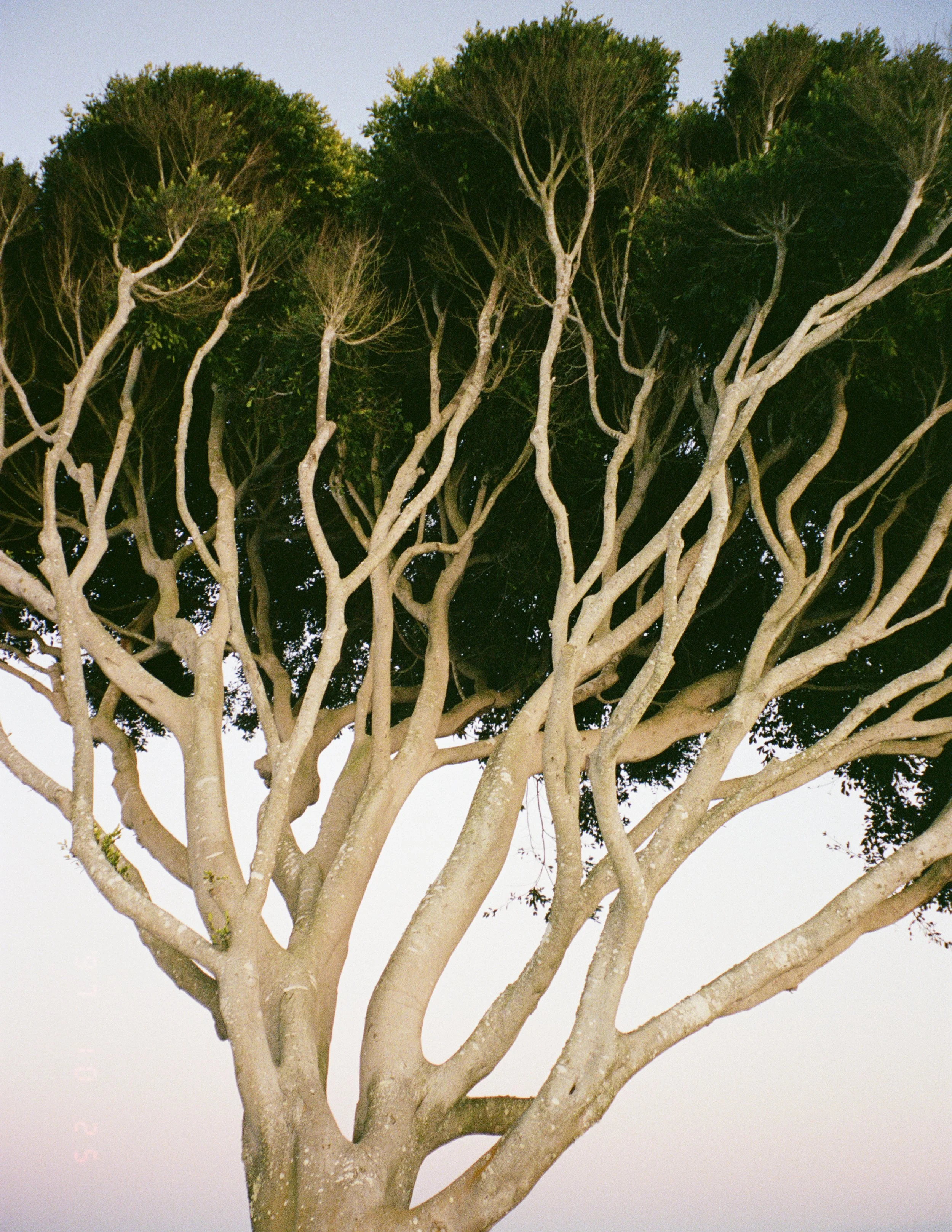 Trees2.jpg