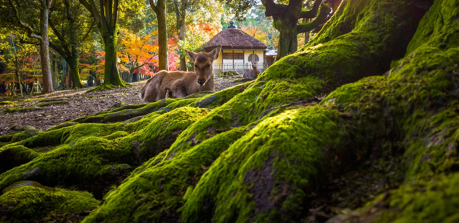 Nara, Kyoto, Japan - Captured in Pro Mode in RAW at F/1.7 | 1/90 Sec | ISO 64