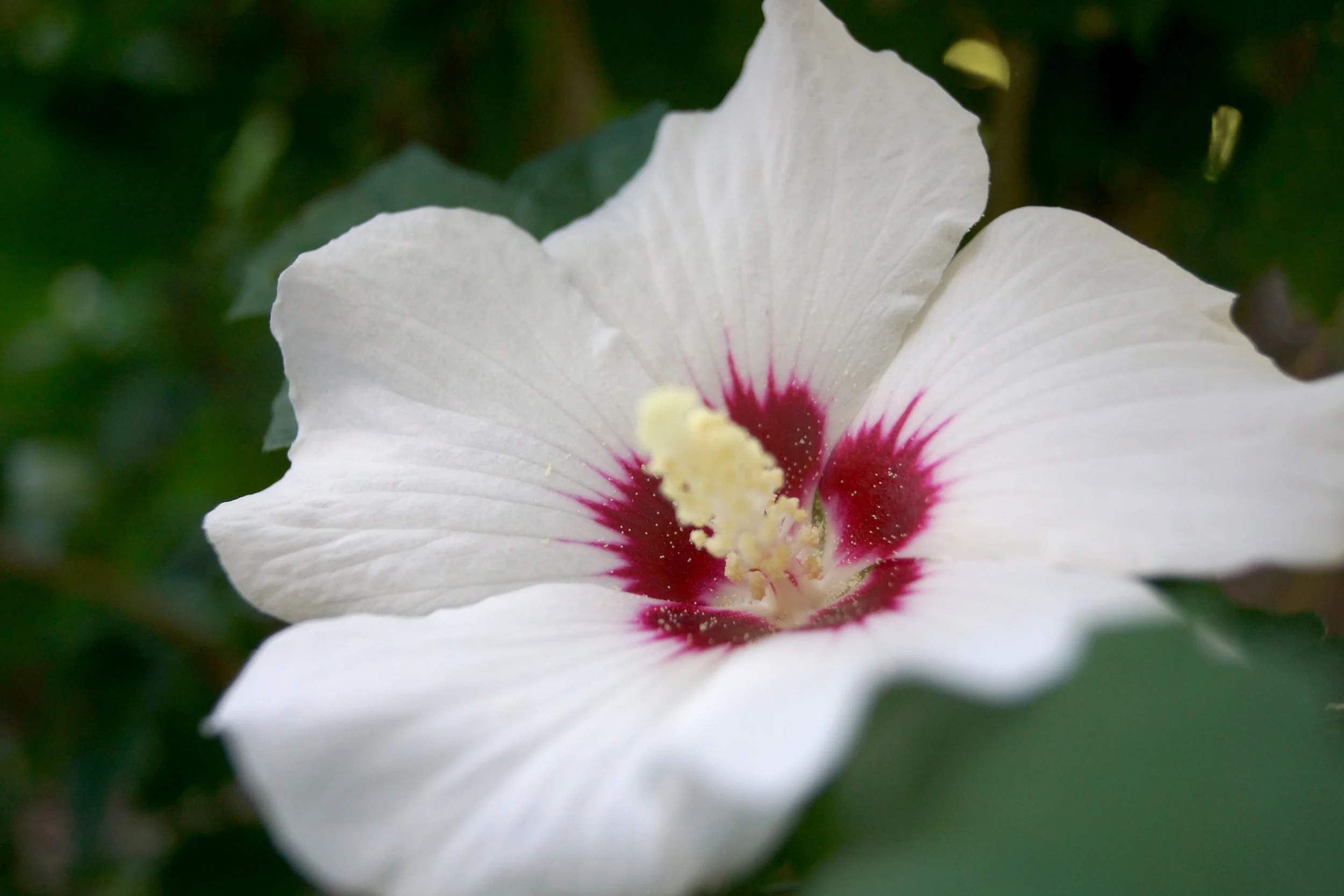Flower.jpg