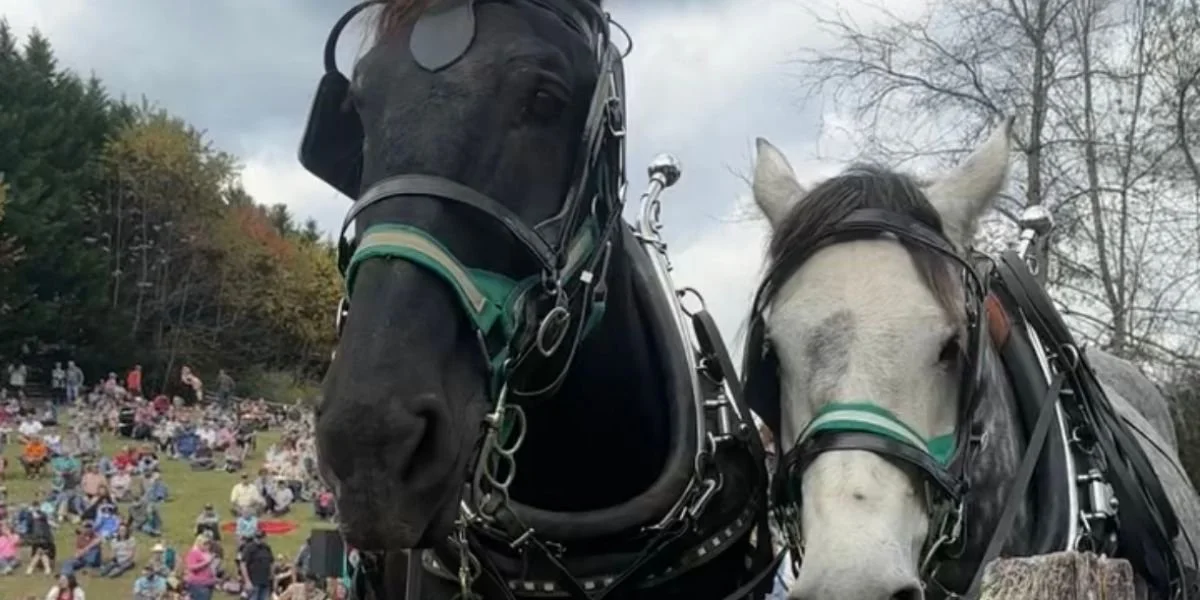 Horses at Ferrum Days at Ferrum College