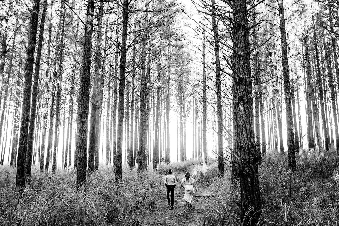 When you can&rsquo;t see the wood for the trees&hellip;
.
.
.
.
.
@taumataotera ❤️@kennarichmondd 
@aucklandweddings 
#engagementshoot 
#couplesshoot #waiukuforest
#forest #blackandwhite #nikonnz @nikonnz