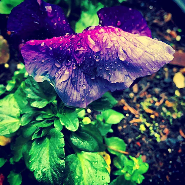 Wet flora of nature, purple flower