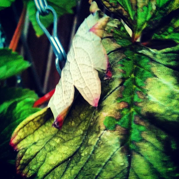 Garden Leaf is Green