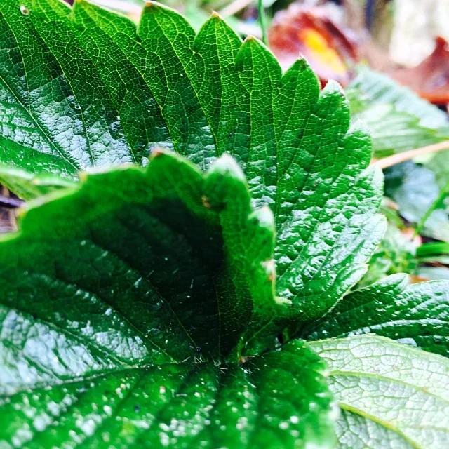 #leaf #green Shiny and clean