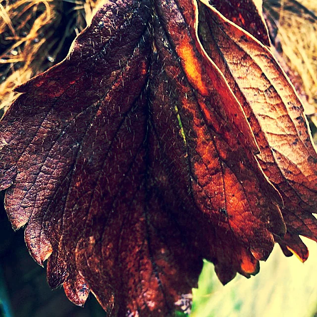 Nature's decay