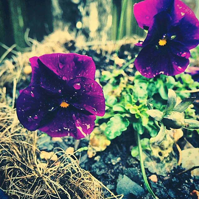 Wet flora of nature. Purple flower 2
