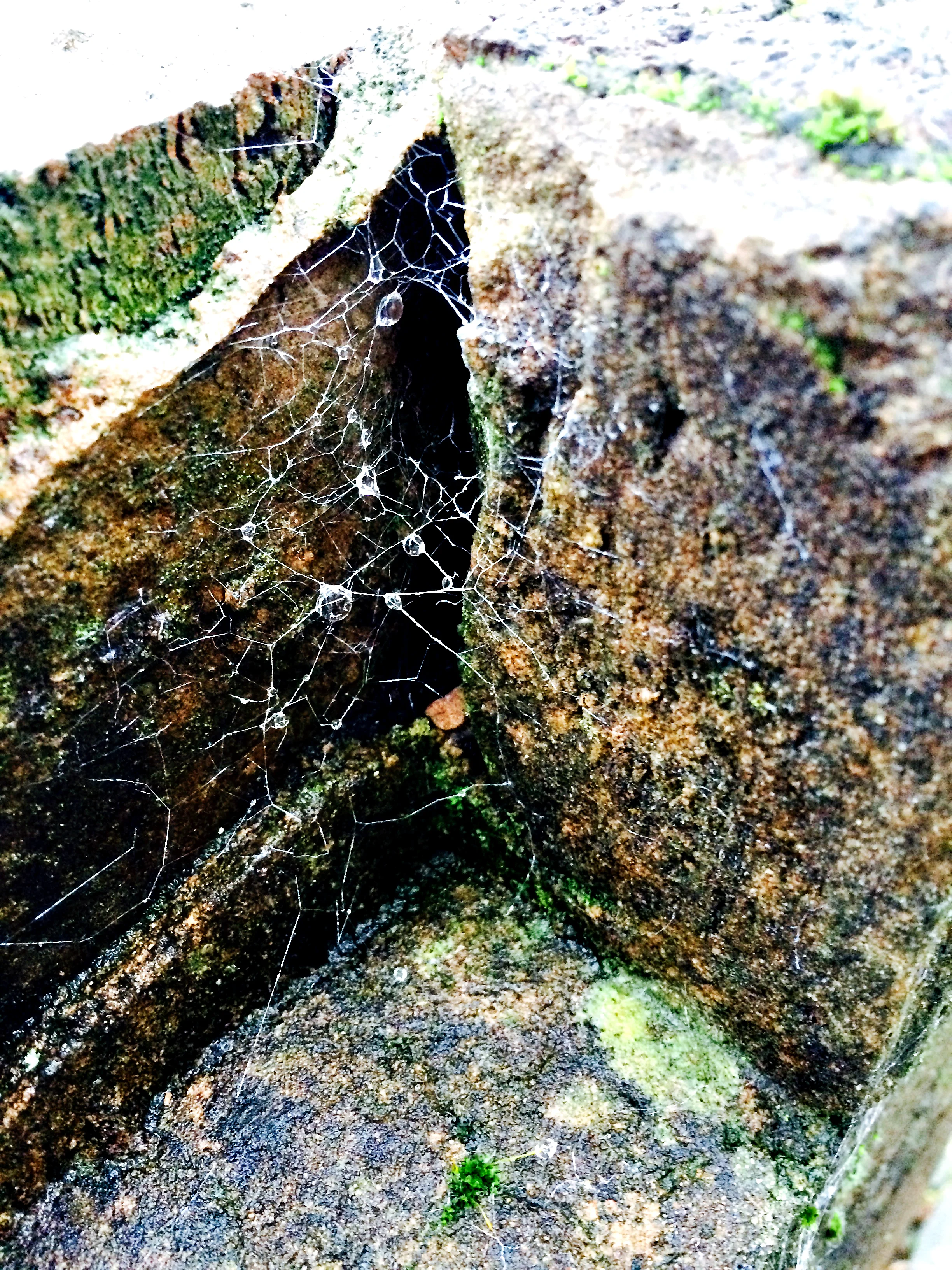 Front Garden Web