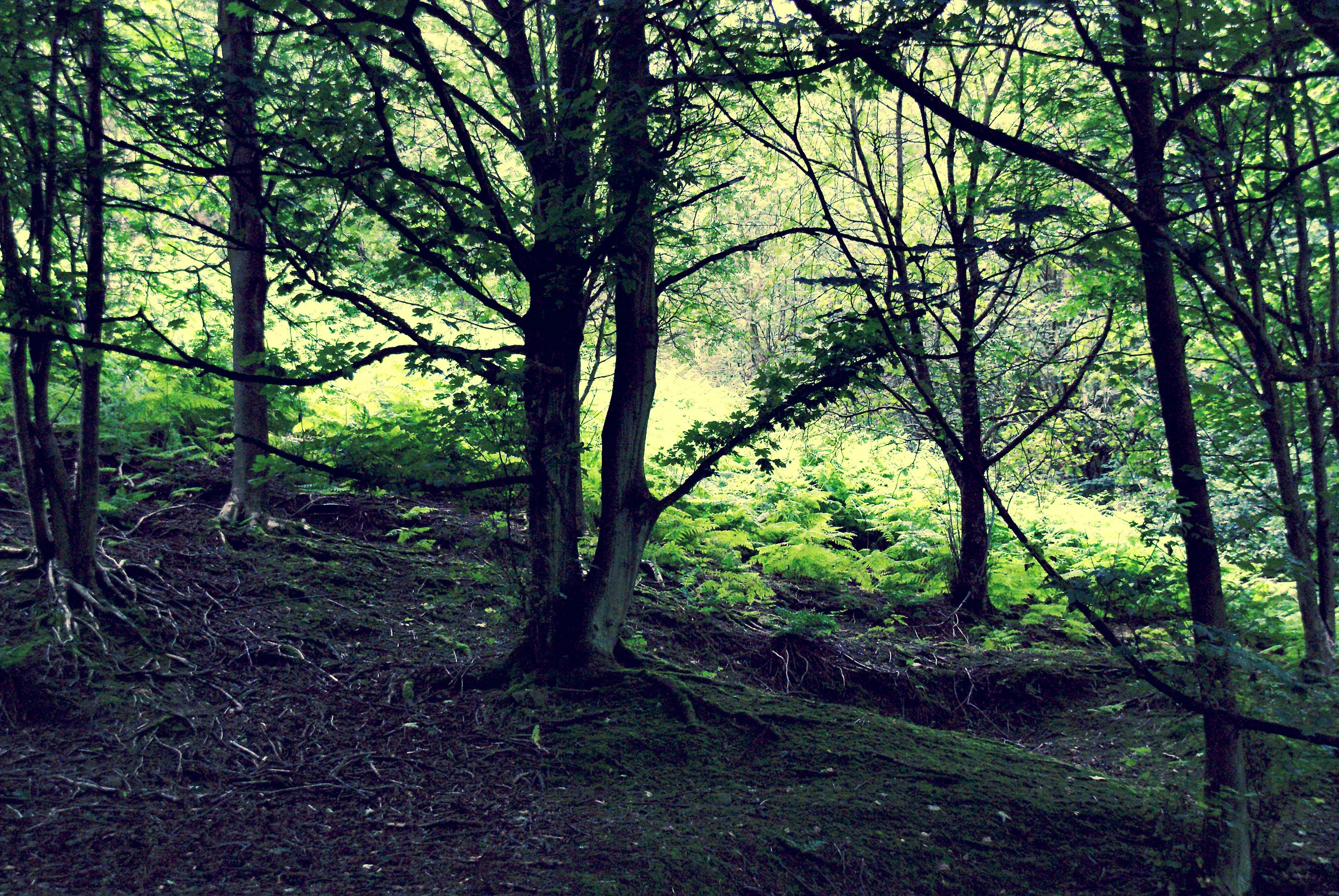 malvern trees.jpg