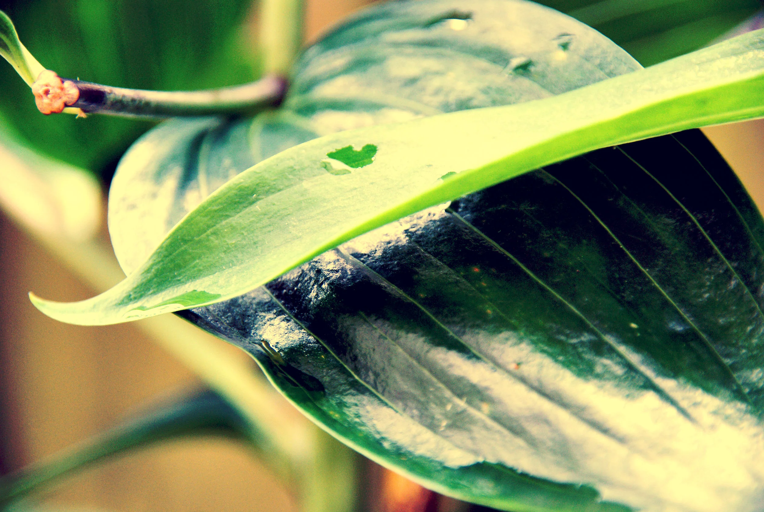 garden leaf 2.jpg