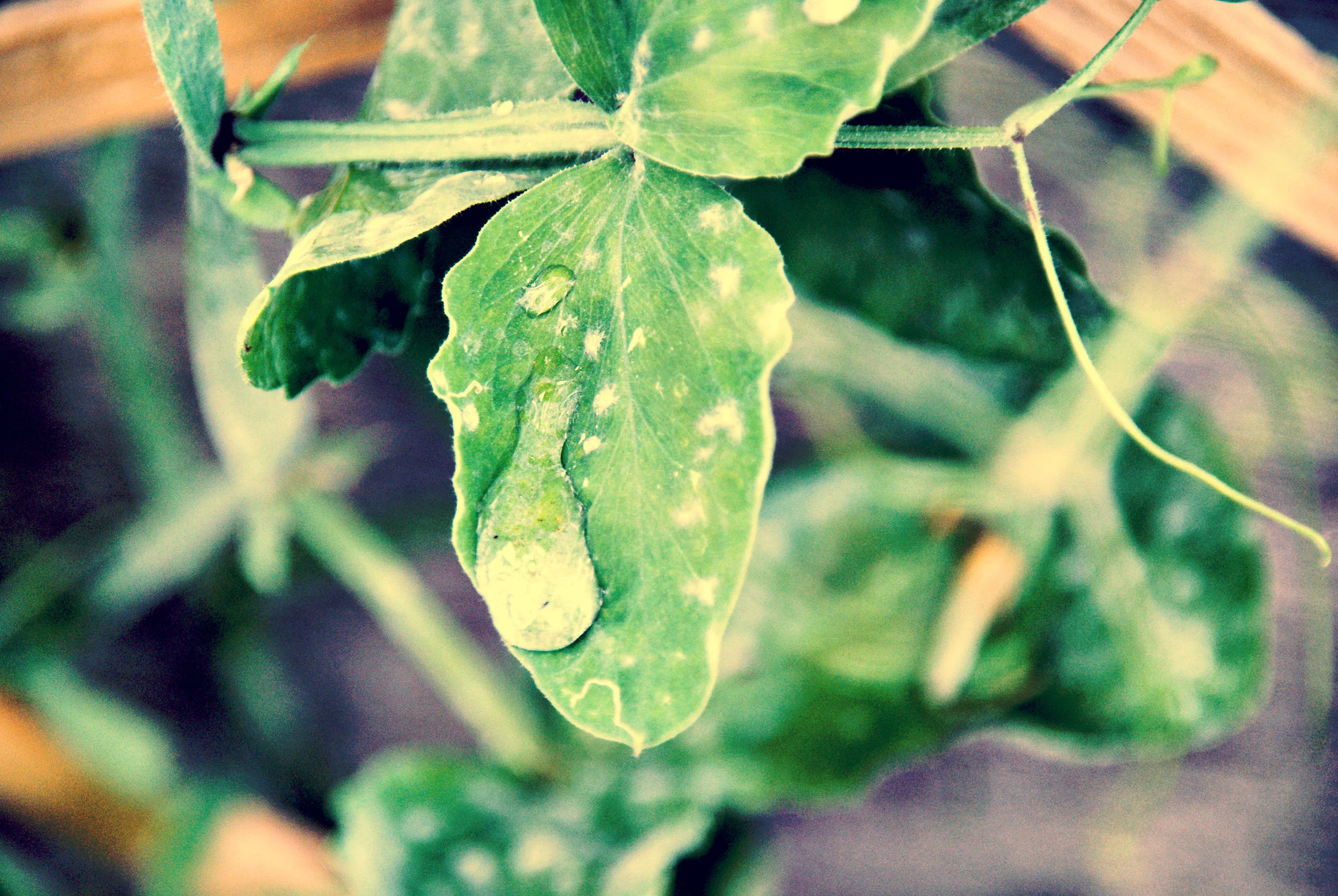 garden leaf with water drop.jpg