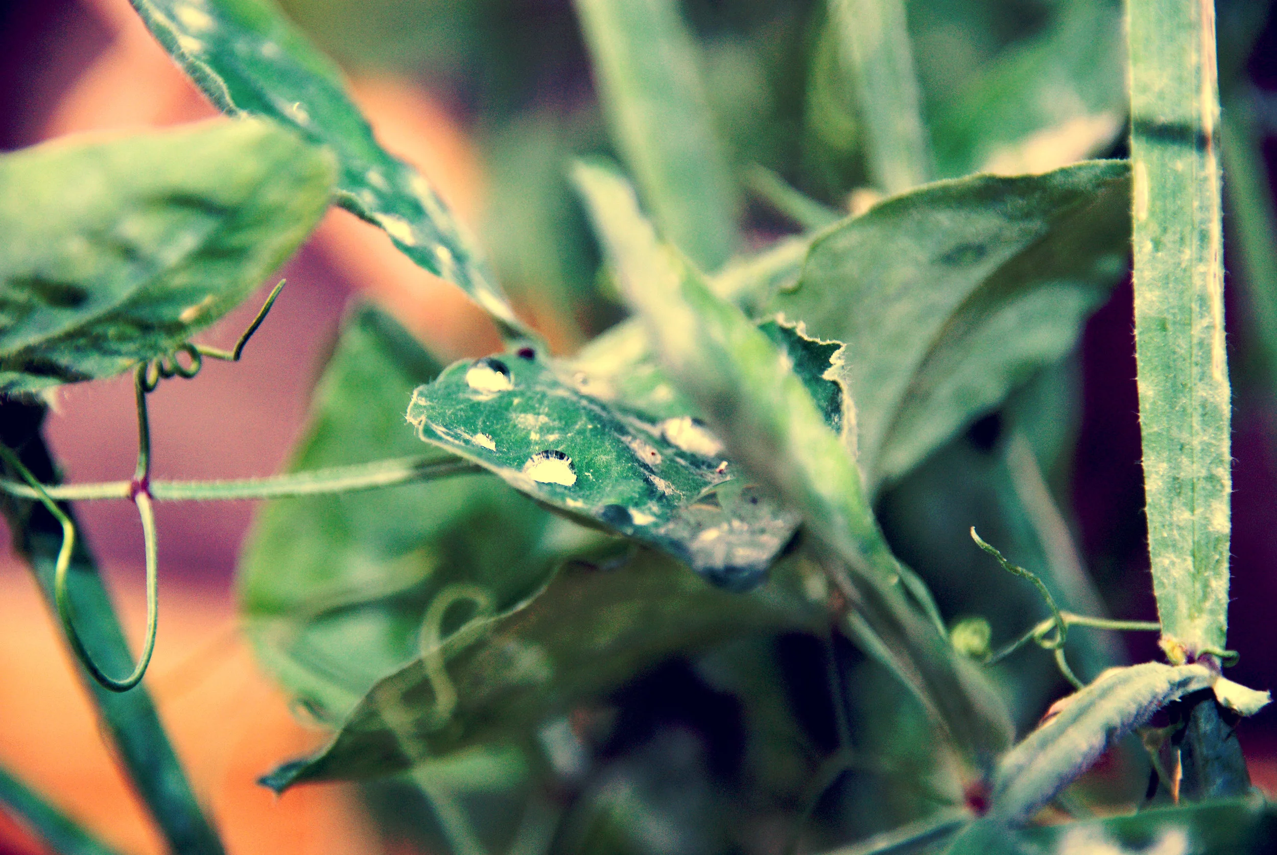 garden water drops leaf 5.jpg