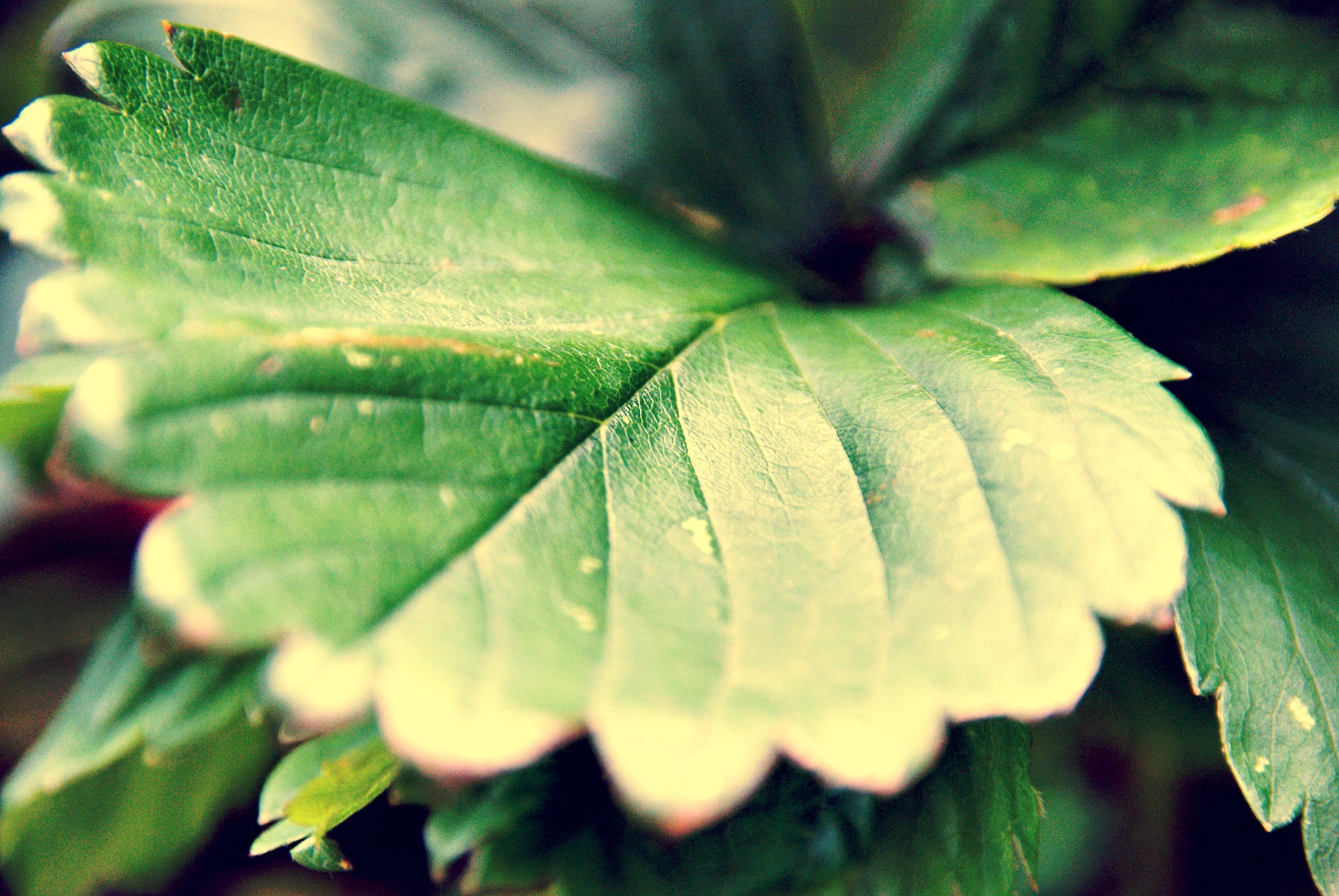 green leaf in the garden.jpg