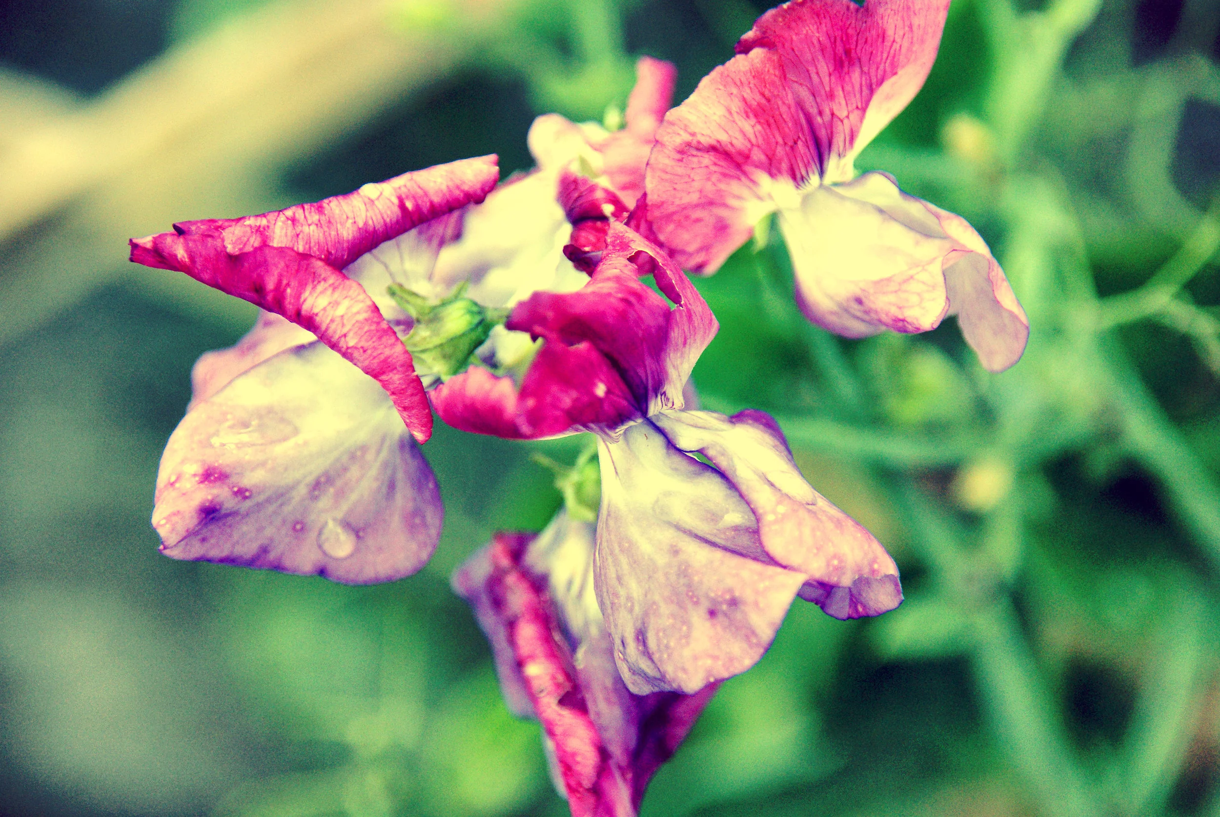 purple garden flower.jpg
